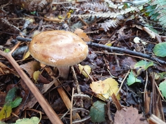 Amanita fulva