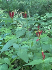 Spigelia marilandica