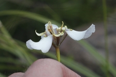 Moraea cantharophila