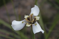 Moraea cantharophila