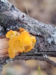 Tremella mesenterica