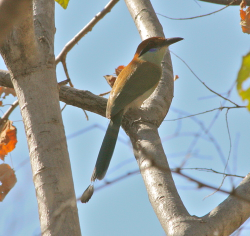 Momotus mexicanus