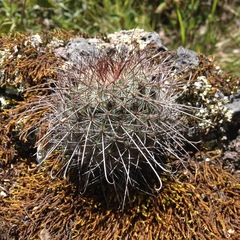 Mammillaria rekoi