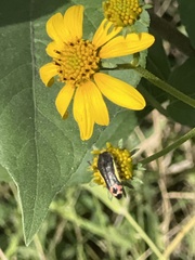 Acmaeodera flavomarginata