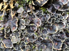 Peltigeraceae