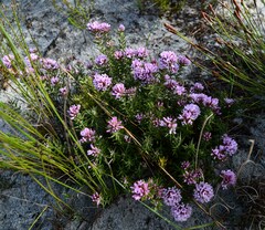 Amphithalea speciosa