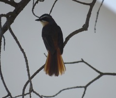 Cossypha caffra caffra