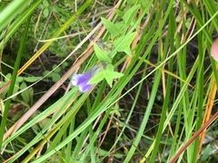 Scutellaria galericulata