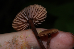 Laccaria striatula