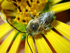 Melissodes trinodis