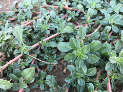 Amaranthus blitoides