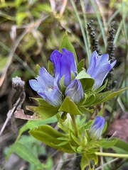 Gentiana catesbaei