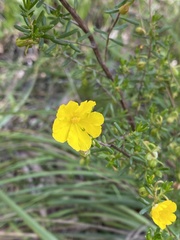 Hibbertia hypericoides hypericoides