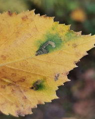 Stigmella luteella