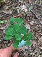 Aquilegia canadensis