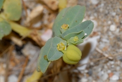 Euphorbia peplis