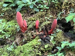 Balanophora laxiflora
