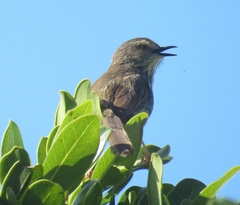 Prinia maculosa maculosa