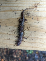 Pseudotriton ruber