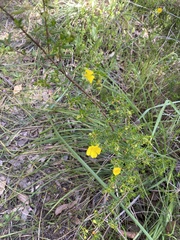 Hibbertia hypericoides hypericoides