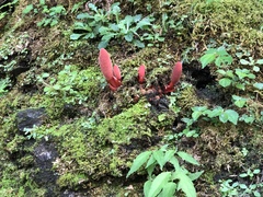 Balanophora laxiflora