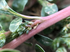 Amaranthus blitoides