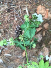 Sanicula marilandica