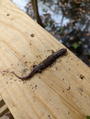Pseudotriton ruber