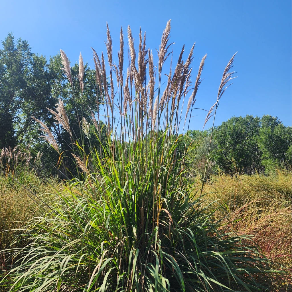 Ravenna grass