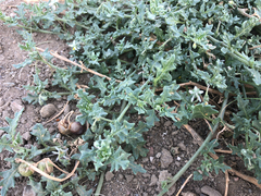 Solanum triflorum