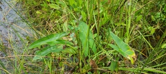 Peltandra sagittifolia