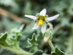 Solanum triflorum