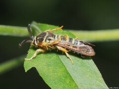 Pennisetia marginatum