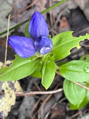 Gentiana catesbaei