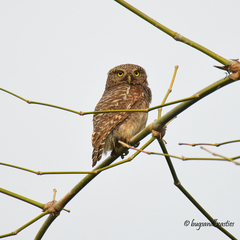 Glaucidium cuculoides