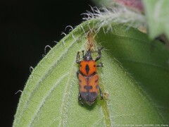 Rhodobaenus quinquepunctatus