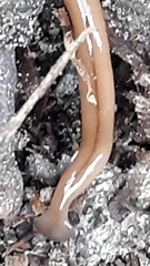 Bipalium adventitium