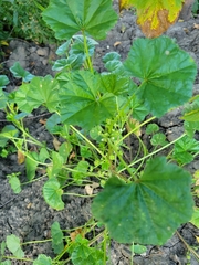 Malva pusilla