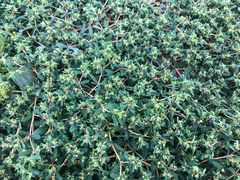 Euphorbia glyptosperma