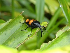 Cactophagus duplocinctus