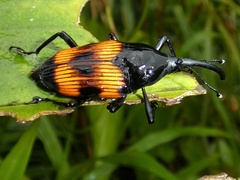 Cactophagus duplocinctus