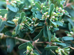Euphorbia glyptosperma