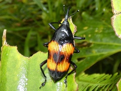 Cactophagus duplocinctus