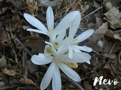 Colchicum troodi