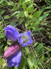 Gentiana catesbaei