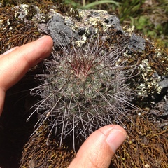 Mammillaria rekoi