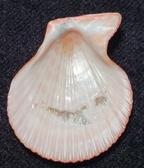 Caribachlamys sentis