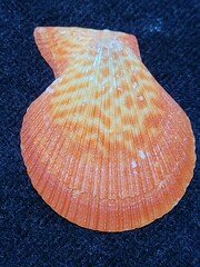 Caribachlamys sentis