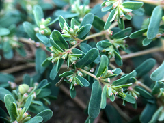 Euphorbia glyptosperma