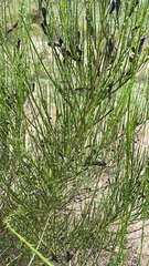 Cytisus scoparius